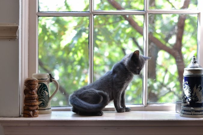 Beluga Kitten | Pumpkin Honey