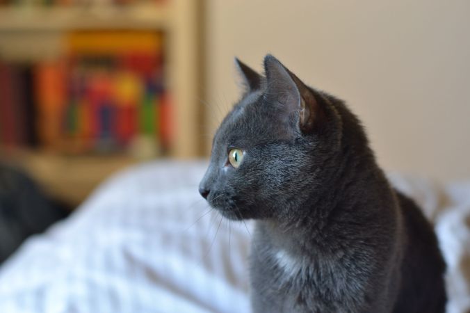 Beluga Kitten | Pumpkin Honey